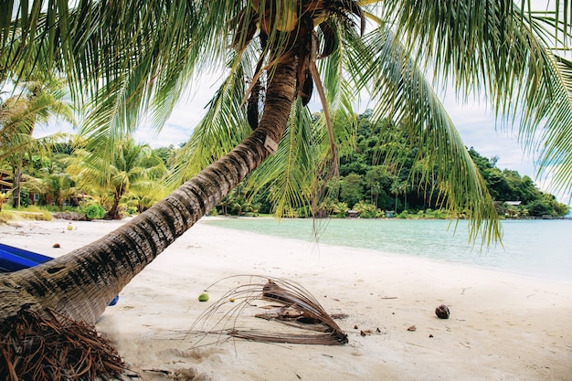 Palm tree on sand beach at sea in summer.