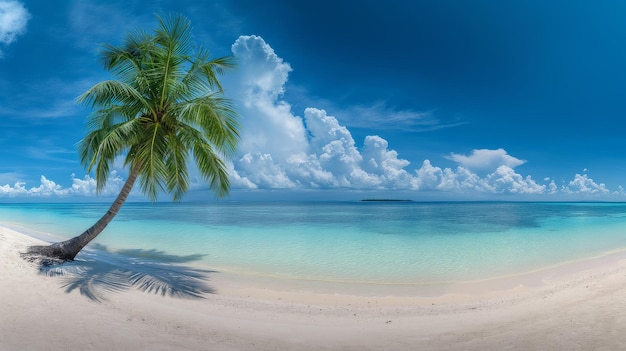 Palm Tree Over Sandy Beach