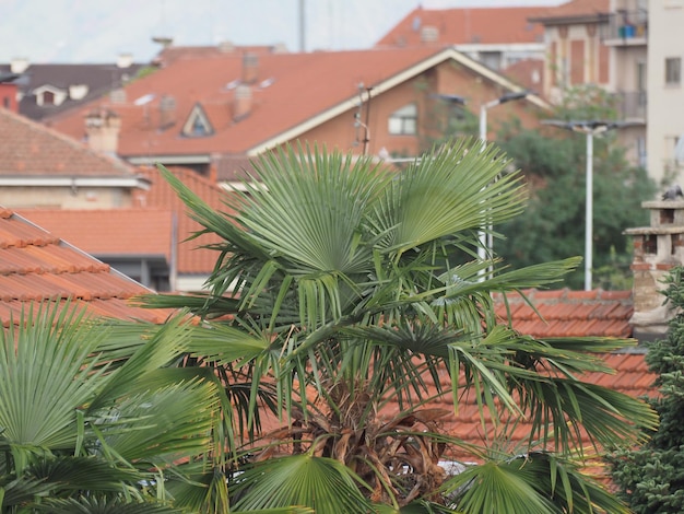 Palm tree scient class areaceae