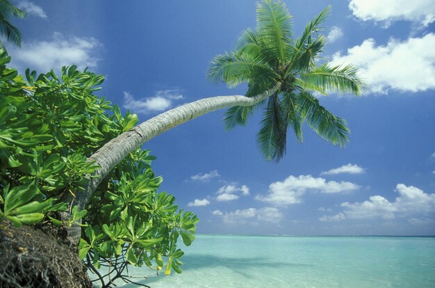 Palm tree over sea against sky