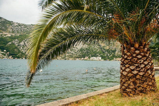 Palm tree at seaside mountains on background