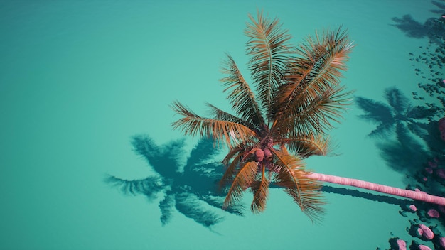 Photo palm tree shadow on the water