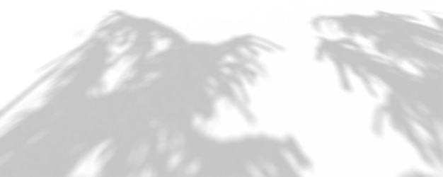 a palm tree shadow on a white background