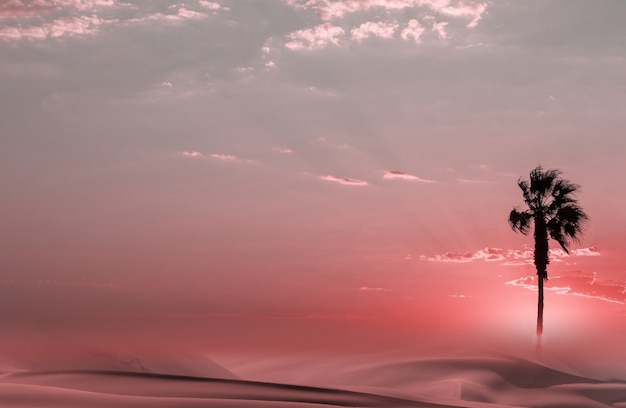 Palm tree  silhouette at african sunset