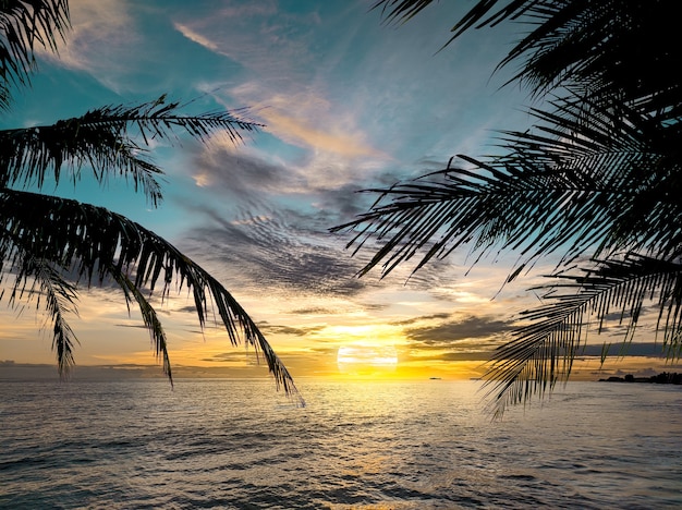 Palm tree silhouette in sunset beach