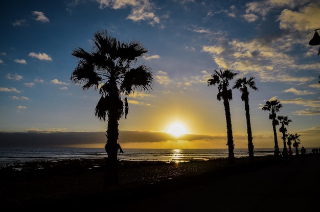 Palm Tree Silhouette at Sunset in Canary Islands