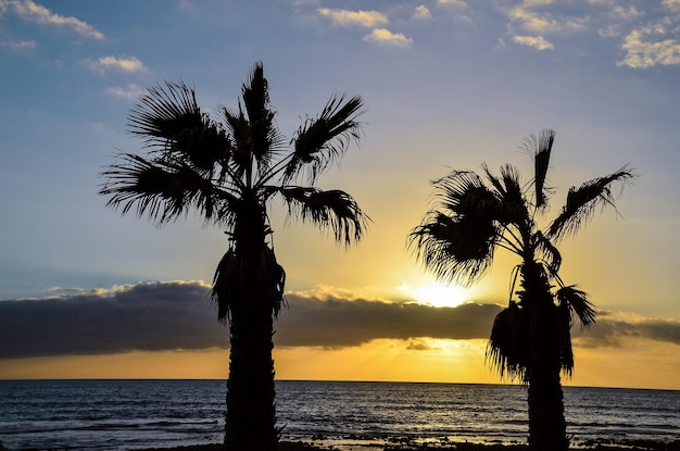 Palm Tree Silhouette at Sunset in Canary Islands