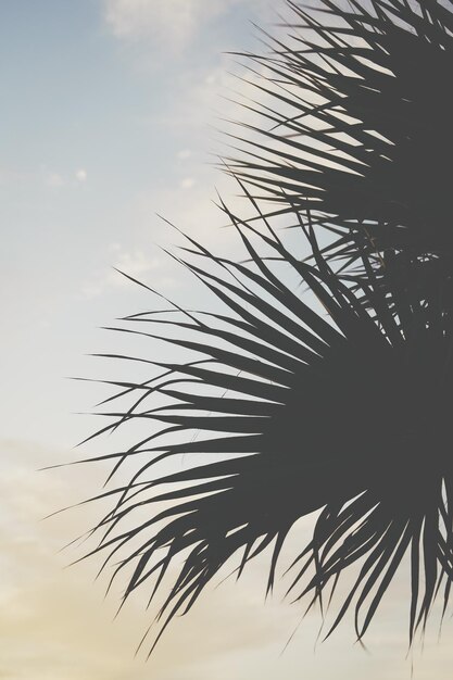 Palm tree silhouette during sunset