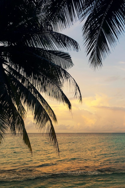 Силуэт пальмы над тропическим океаном на закате