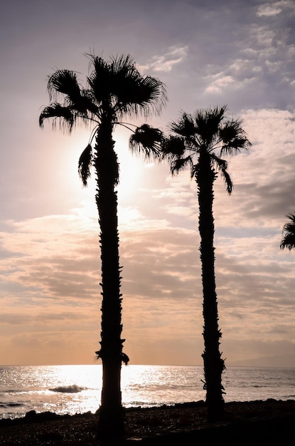 Palm Tree Silhouette