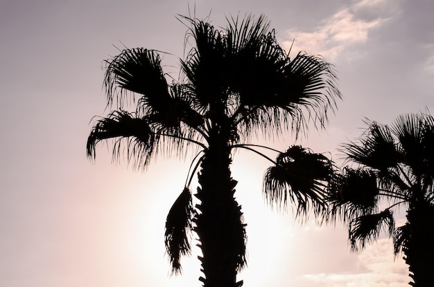 Photo palm tree silhouette