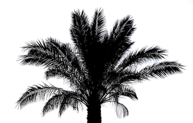 Photo palm tree silhouette