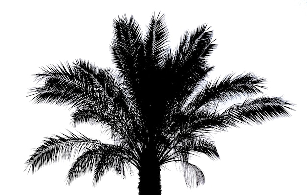 Palm tree silhouette