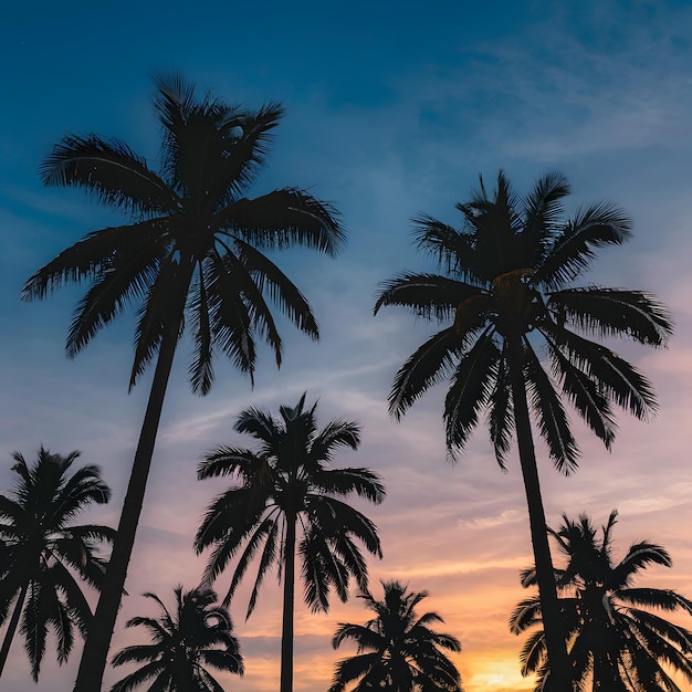 Palm tree silhouettes against sunset sky tropical evening ambiance For Social Media Post Size