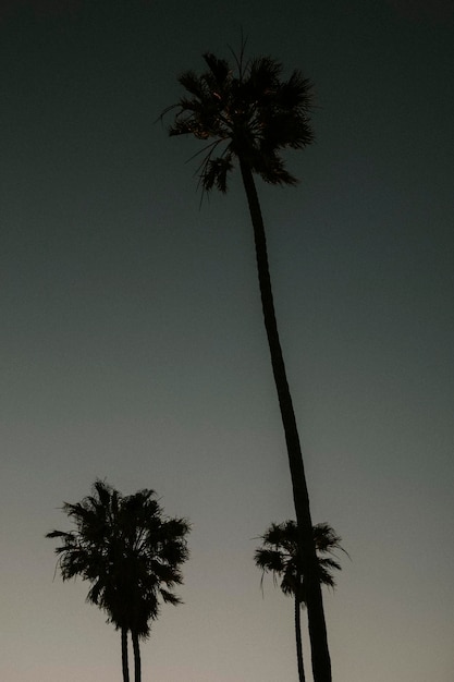 Palm tree silhouettes in the dark sky