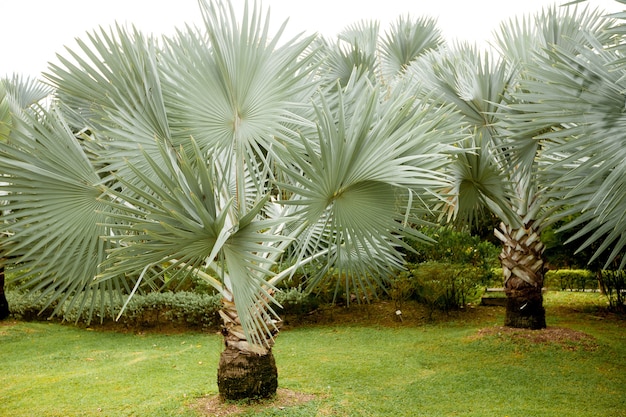 Palm tree in Singapore Park