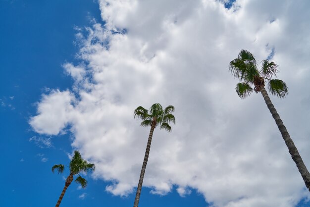 ヤシの木と空の背景