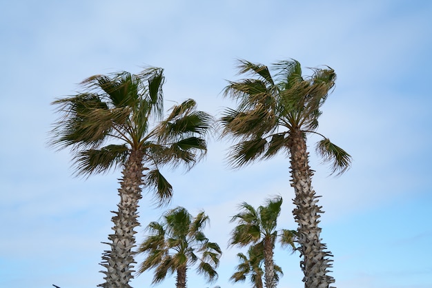 ヤシの木と空