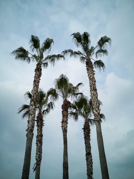 Palm tree and sky