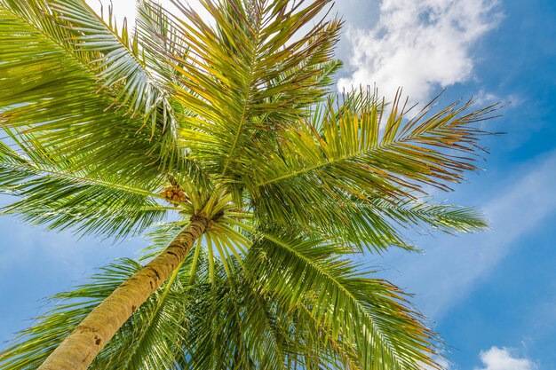 A palm tree in the sky