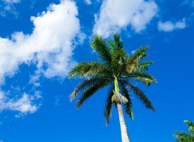 Palm tree on the sky