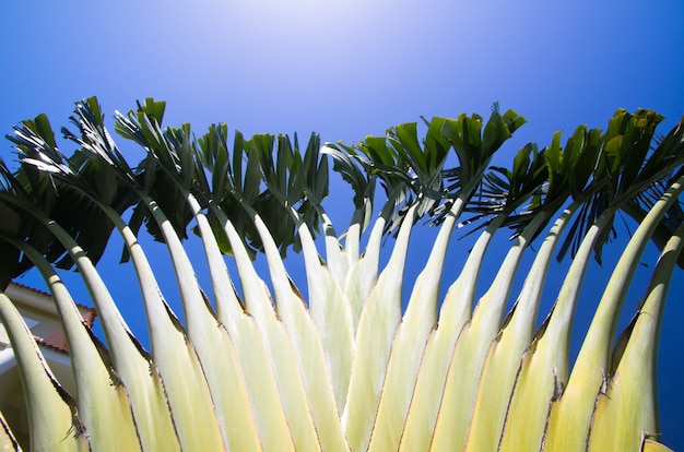 Photo palm tree on the sky