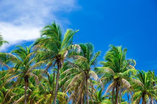 Palm tree on the sky