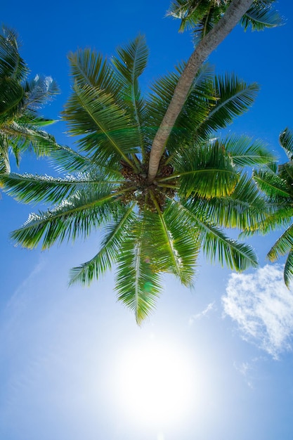 Palm tree on the sky