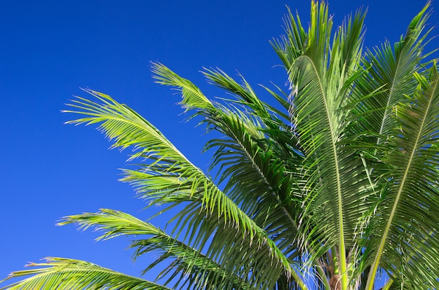 Palm tree over sky