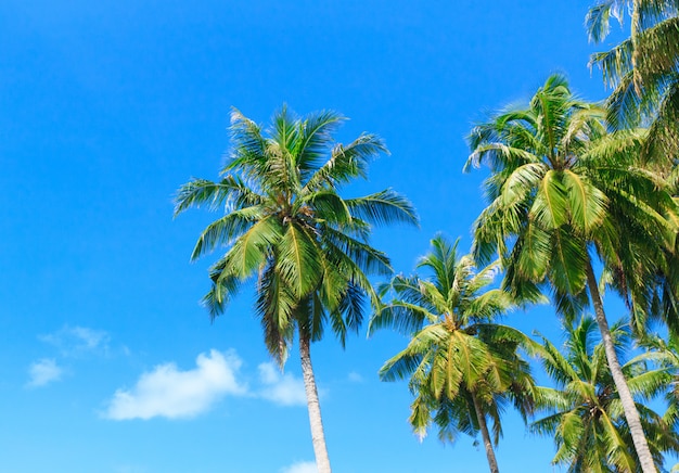 Palm tree on the sky