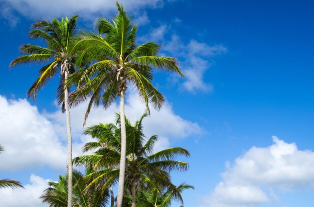 Palm tree on the sky