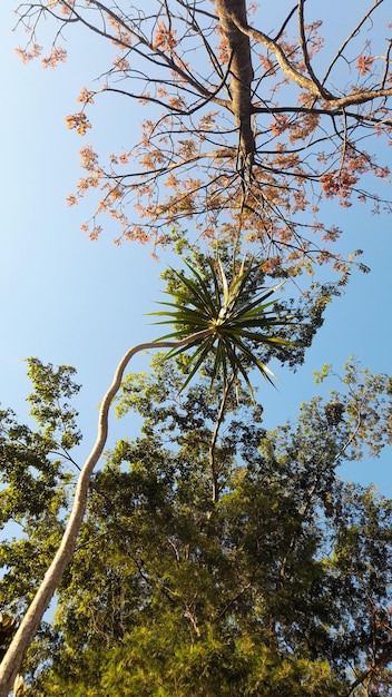 A palm tree in the sky