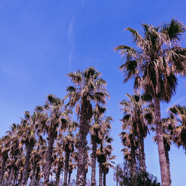 Palm tree. Spain. Travel fashion vibes