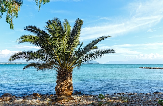 여름 해변 Lefkada, 그리스에 야자수