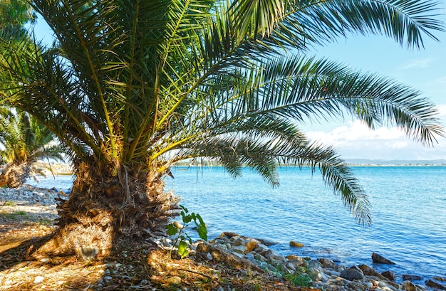 Palm tree on summer beach (Lefkada, Greece)