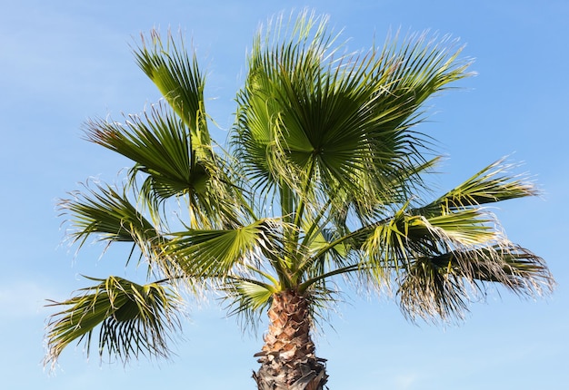 Palm tree on summer blue sky background with white clouds.