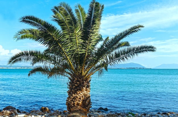 Пальма на летнем каменистом пляже (Лефкас, Греция)