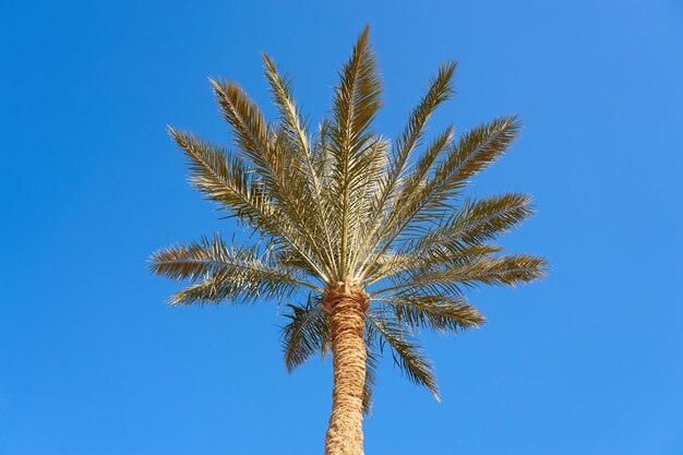 Palm tree in the sun with a blue sky in the background