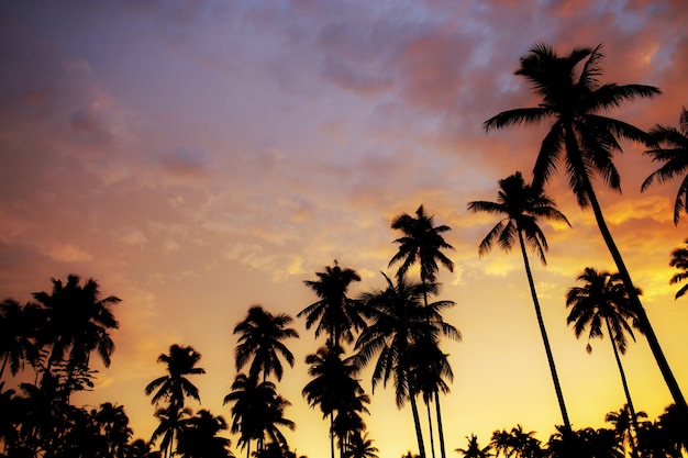 Palm tree at sunset with color sky.