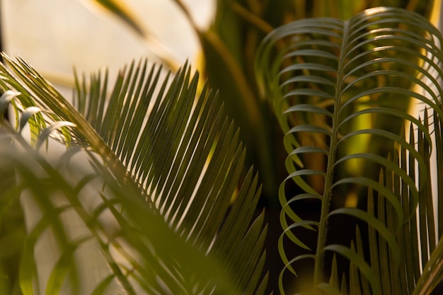 Palm tree texture in sunset light