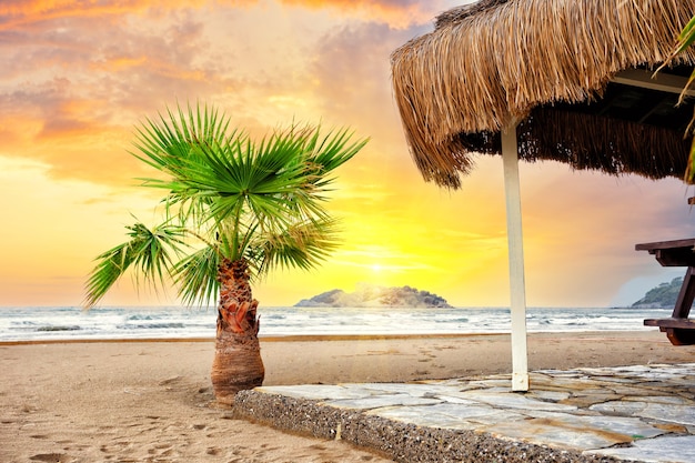 Palm tree and thatched roof on a sandy beach under bright sun