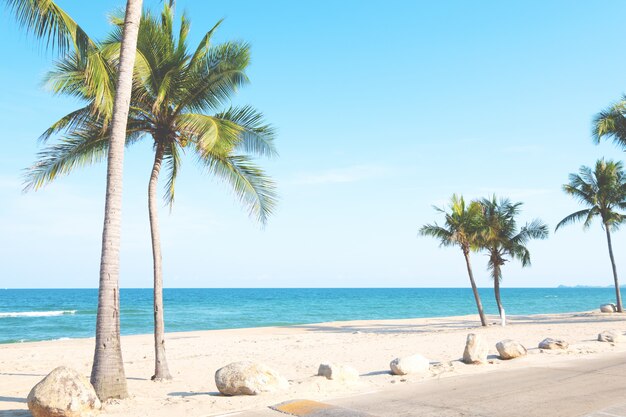 Palm tree on tropical beach in summer. Summer background concept. 