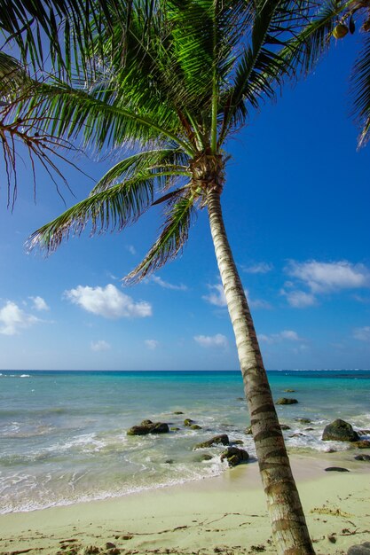 Palm tree on tropical beach