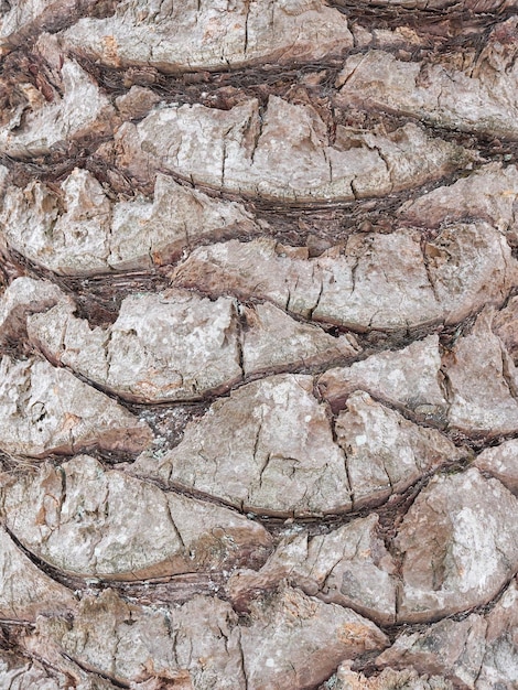 Palm tree trunk close up vertical image wallpaper