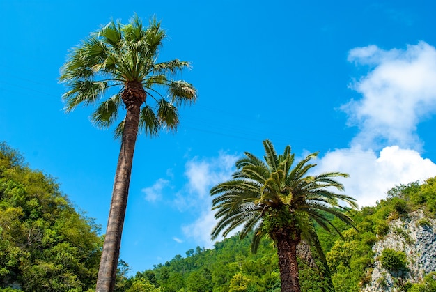 写真 山々を背景に美しい青い空と明るい太陽の下でヤシの木