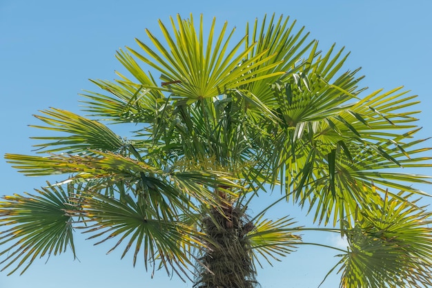 Palm tree at water's edge on blue sky