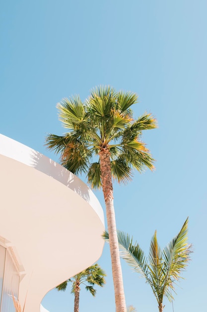 Palm tree and white building