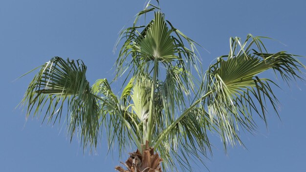 Foto palme in una giornata di vento