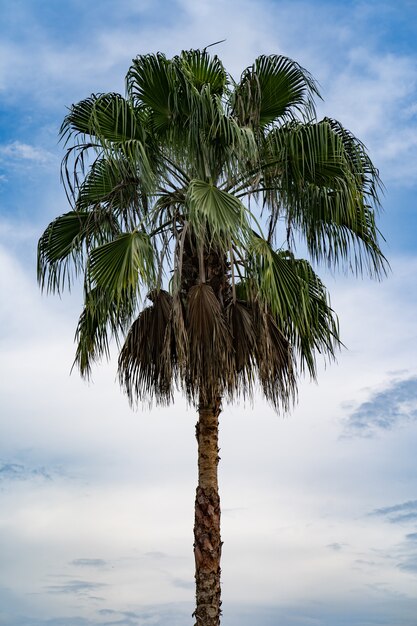 palm tree with blue sky background