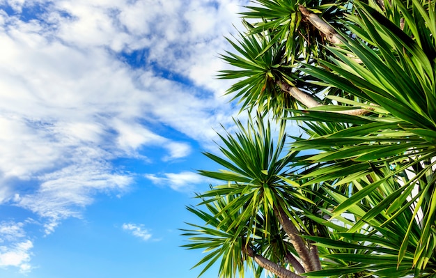 Palm tree with blue sky. over light in the background